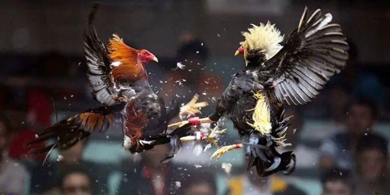 Đá Gà Cựa 58WIN